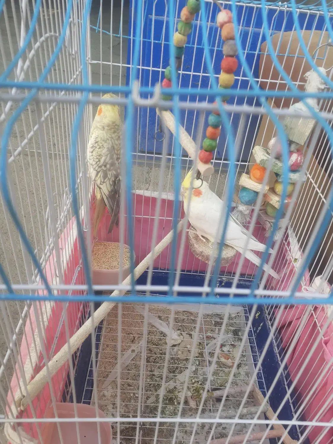 عروس هلندی با قفس معاوضه با سهره یا قناری|پرنده|خمینیشهر, |دیوار