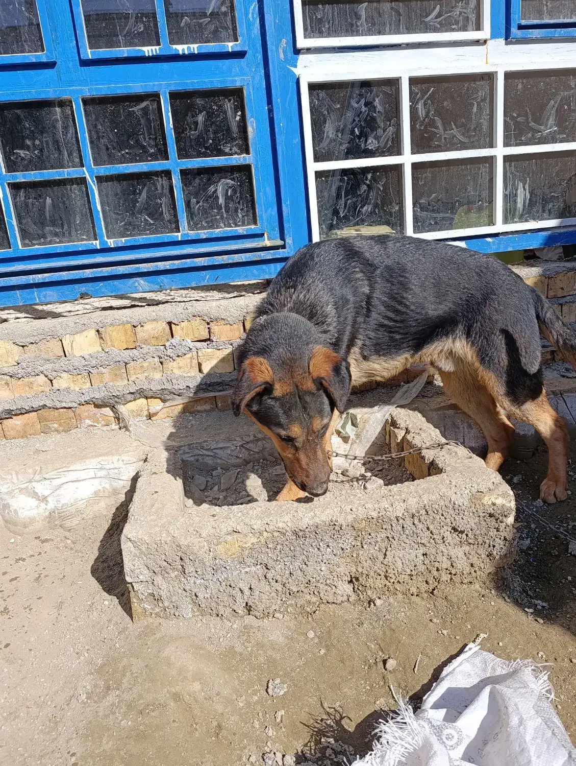 سگ نگهبان|سگ|چناران, |دیوار