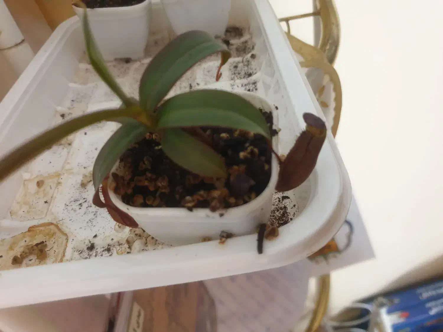 گیاه گوشتخوار|گل و گیاه طبیعی|یزد, |دیوار