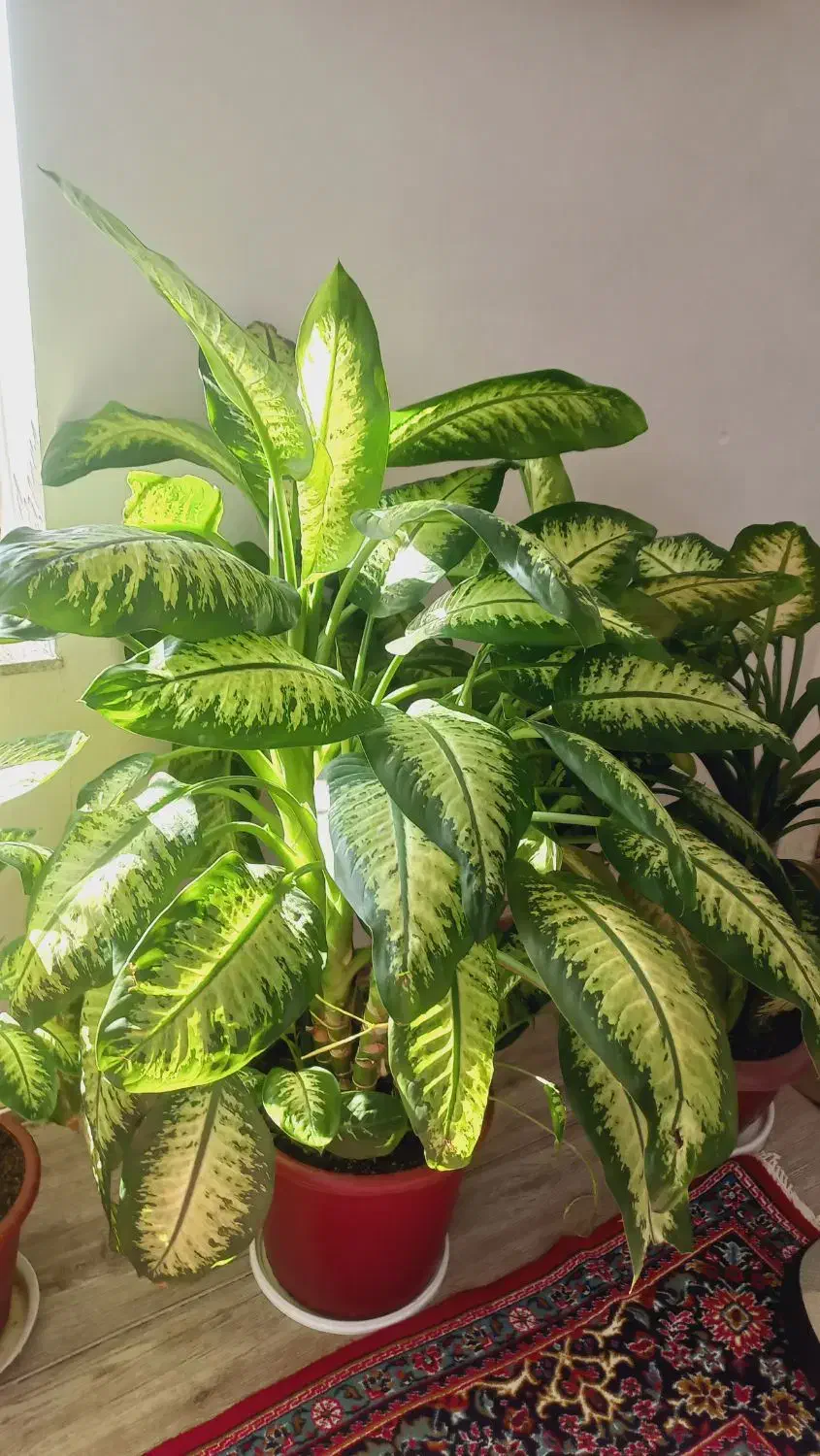 گل دیفن|گل و گیاه طبیعی|کوزران, |دیوار