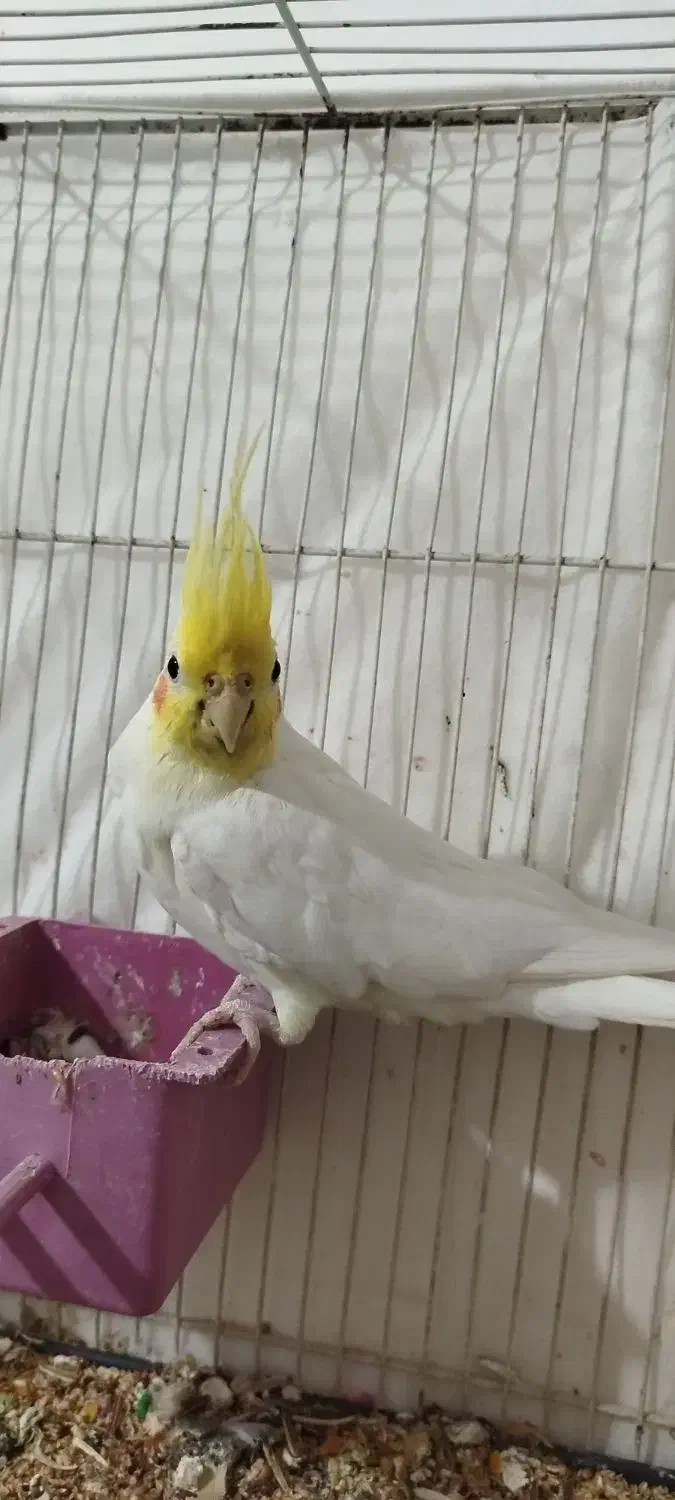 عروس هلندی لتینو|پرنده|مشهد, امیرآباد|دیوار