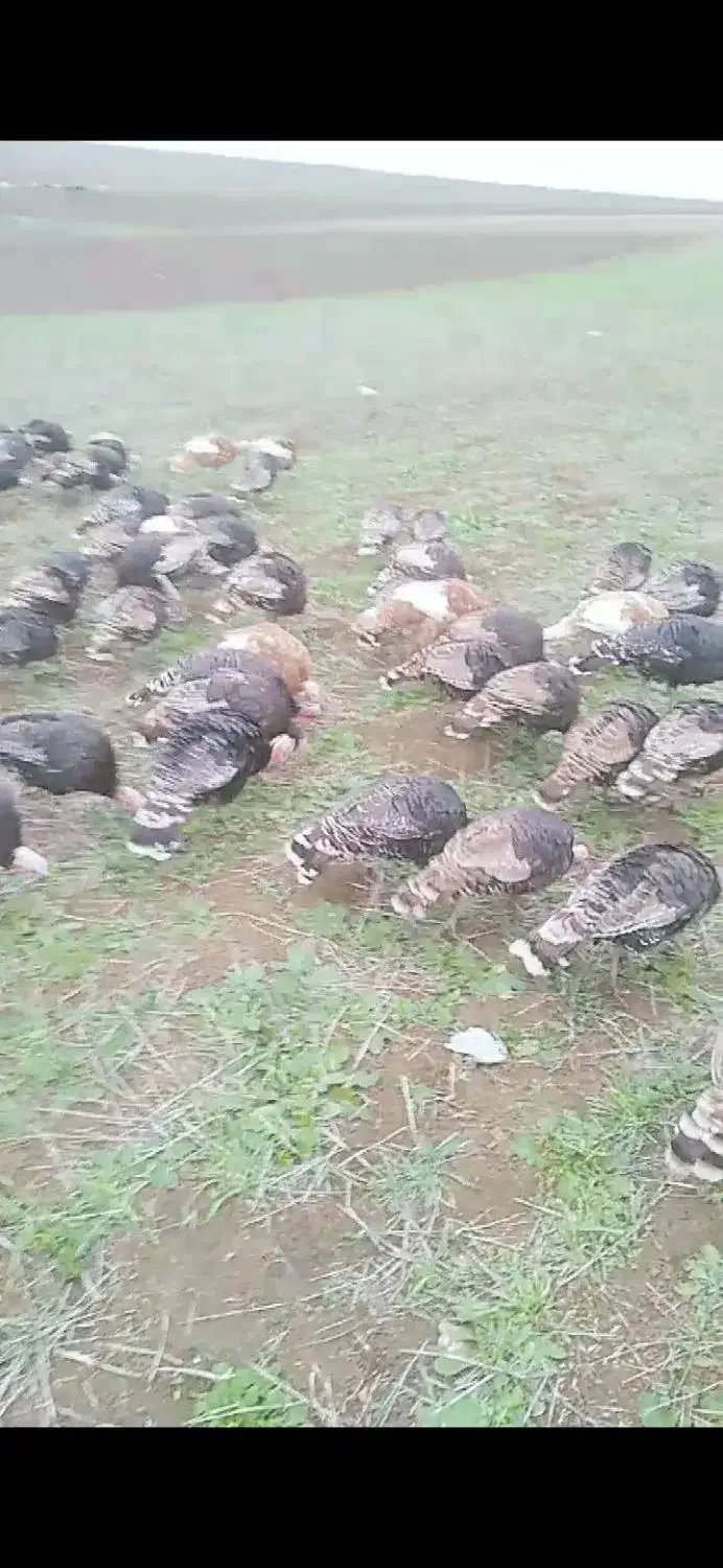 بوقلمون نروماده طبیعی|حیوانات مزرعه|گرمی, |دیوار