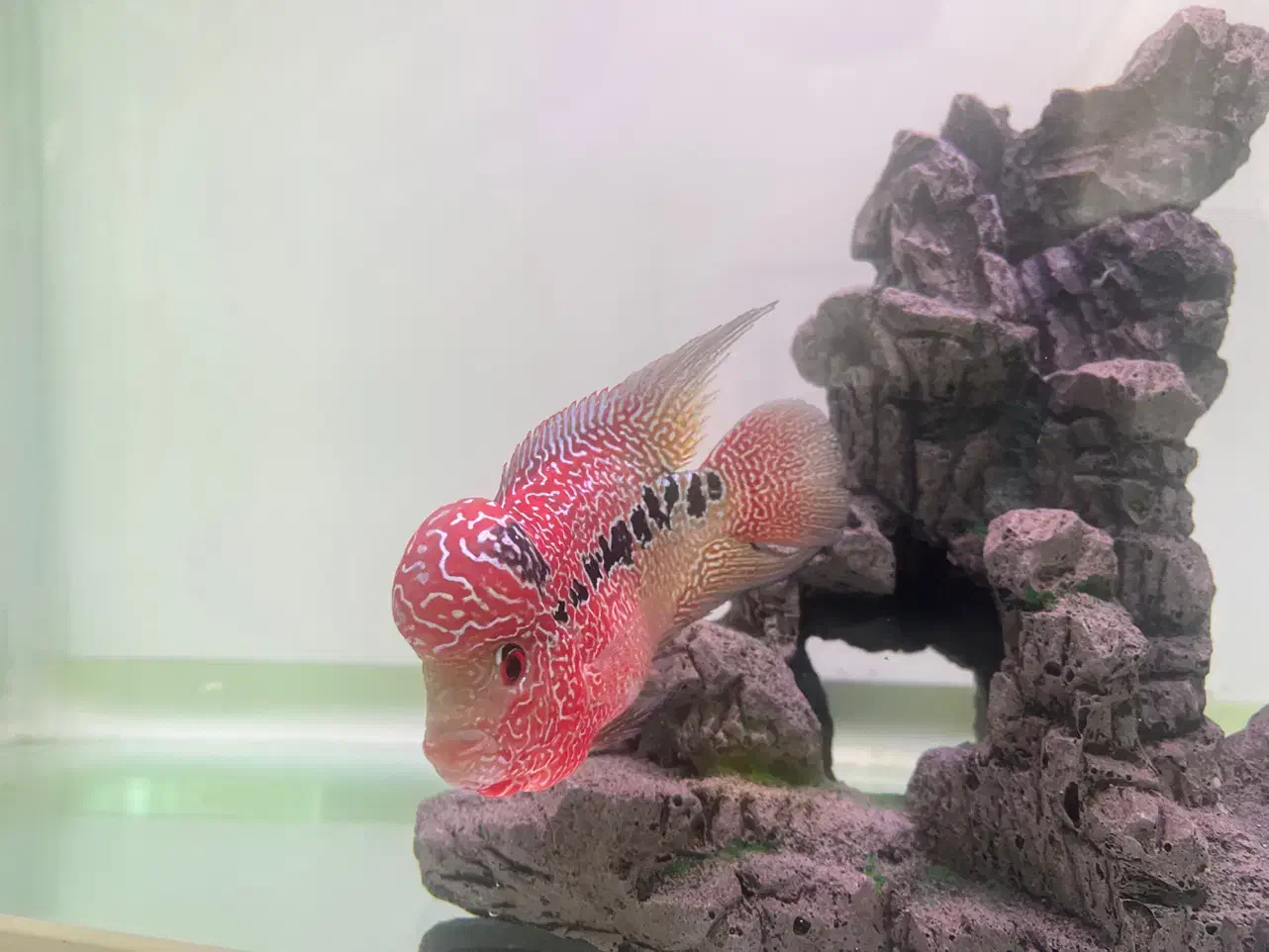 فلاور کامفا رد|ماهی|شاهین‌شهر, بنیاد ازدواج|دیوار