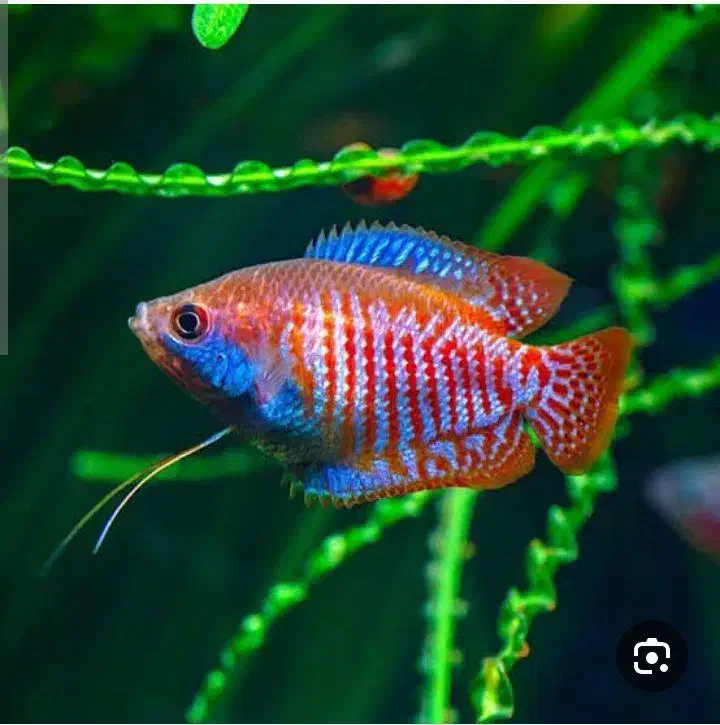 ماهی فروخته میشود|ماهی|سراب, |دیوار