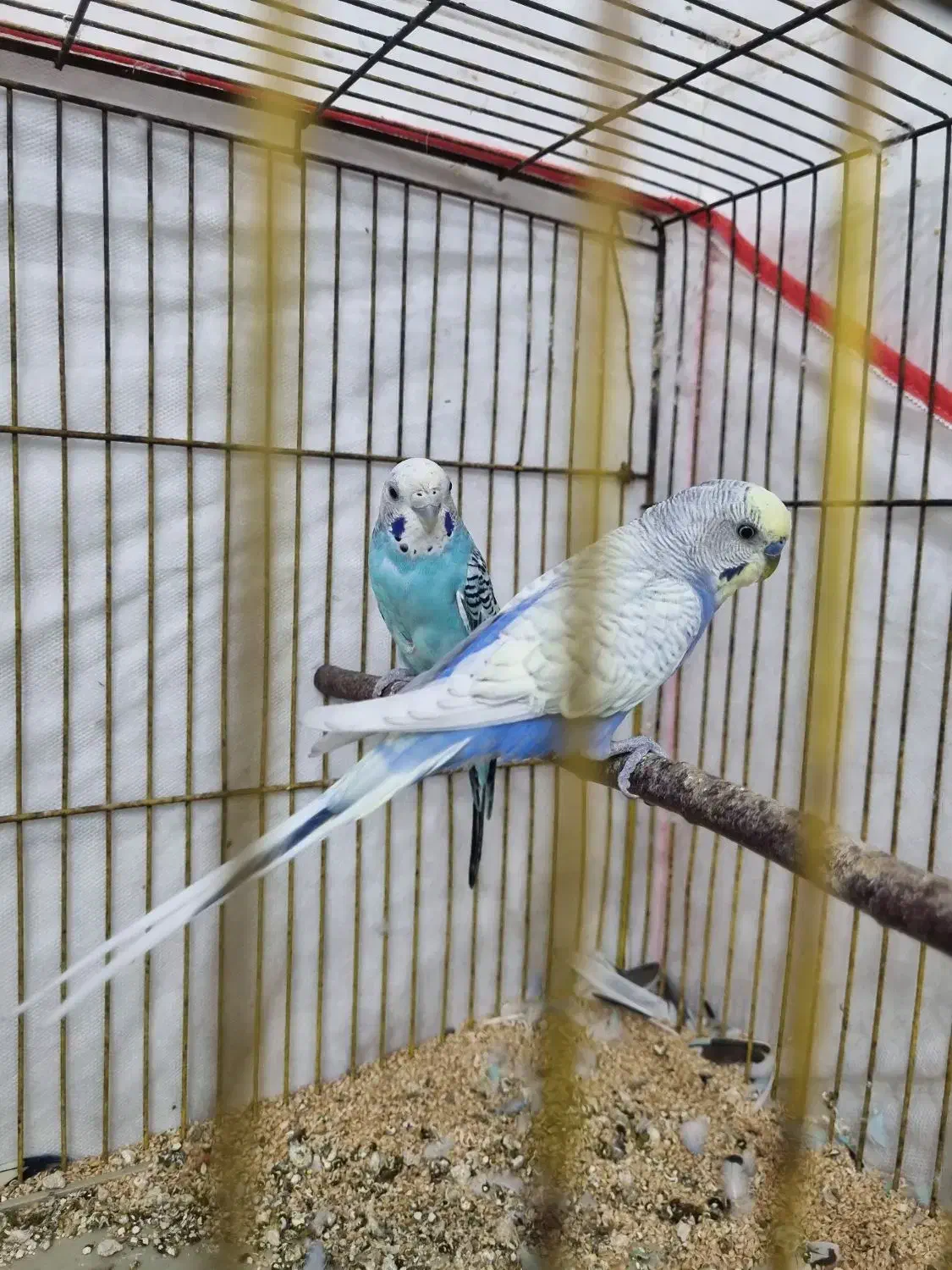 مرغ عشق رنگ خاص مولد|پرنده|خشت, |دیوار