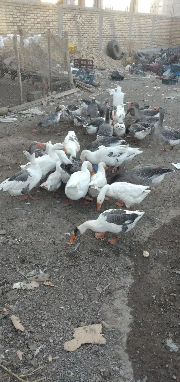 غاز طبیعی|حیوانات مزرعه|خلخال, |دیوار