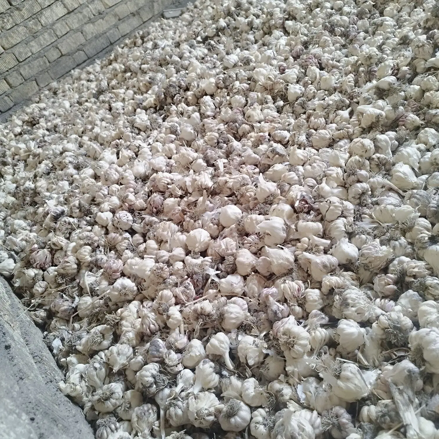 سیر سر|خوردنی و آشامیدنی|بیضا, |دیوار