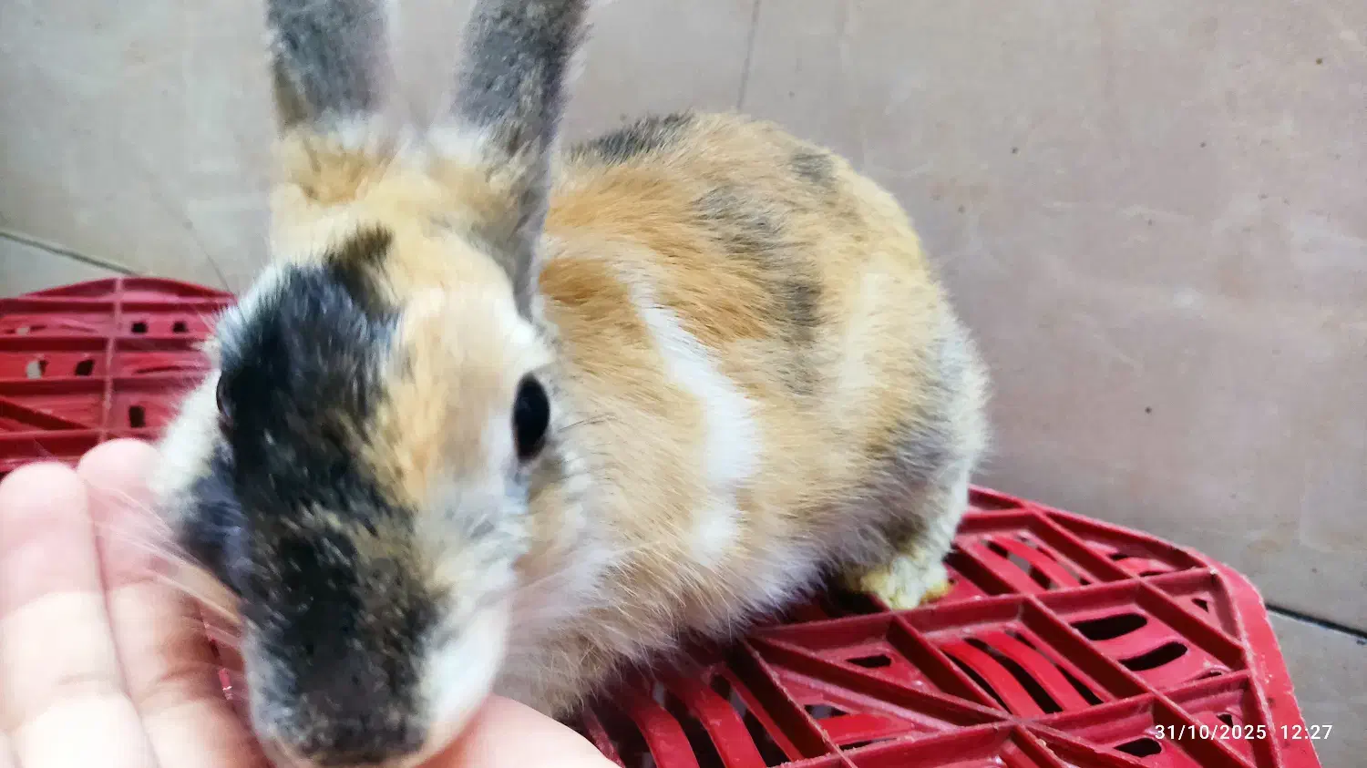 خرگوش مینی لوپ|موش و خرگوش|شیراز, کوشک میدان|دیوار