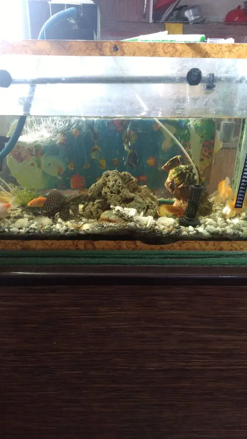 آکواریم با تمام لوازم|ماهی|اهواز, منبع اب|دیوار