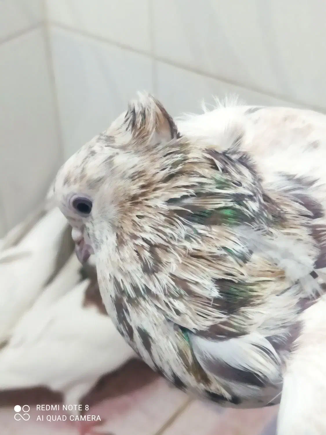 فروشی کفتر.فروش باهمه|پرنده|اسدآباد, |دیوار