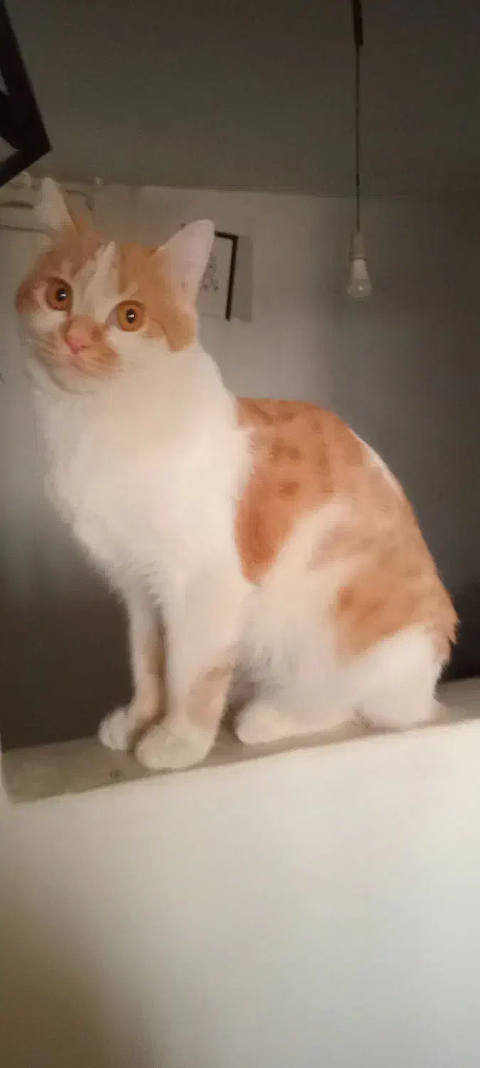 واگذاری گربه خانگی رایگان|گربه|سنندج, |دیوار