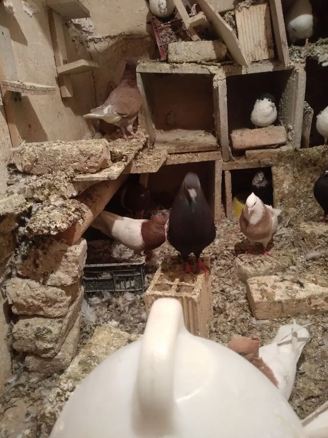 سرته|پرنده|خرمآباد, |دیوار