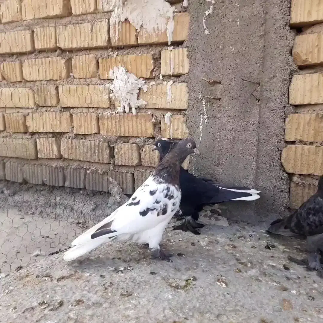 کفتر بهبونی هوایی|پرنده|بیضا, |دیوار