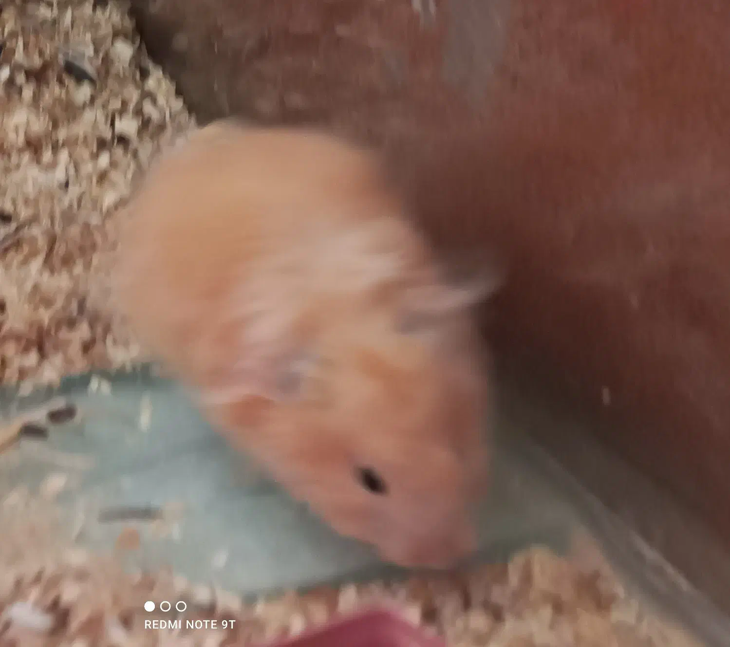 همستر|موش و خرگوش|مشهد, مشکینی (شهرک غرب)|دیوار