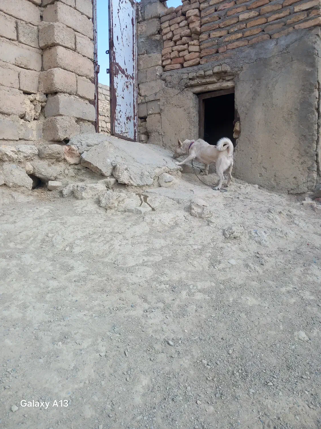 پاکوتاه فروشی ماده|سگ|تکاب, |دیوار