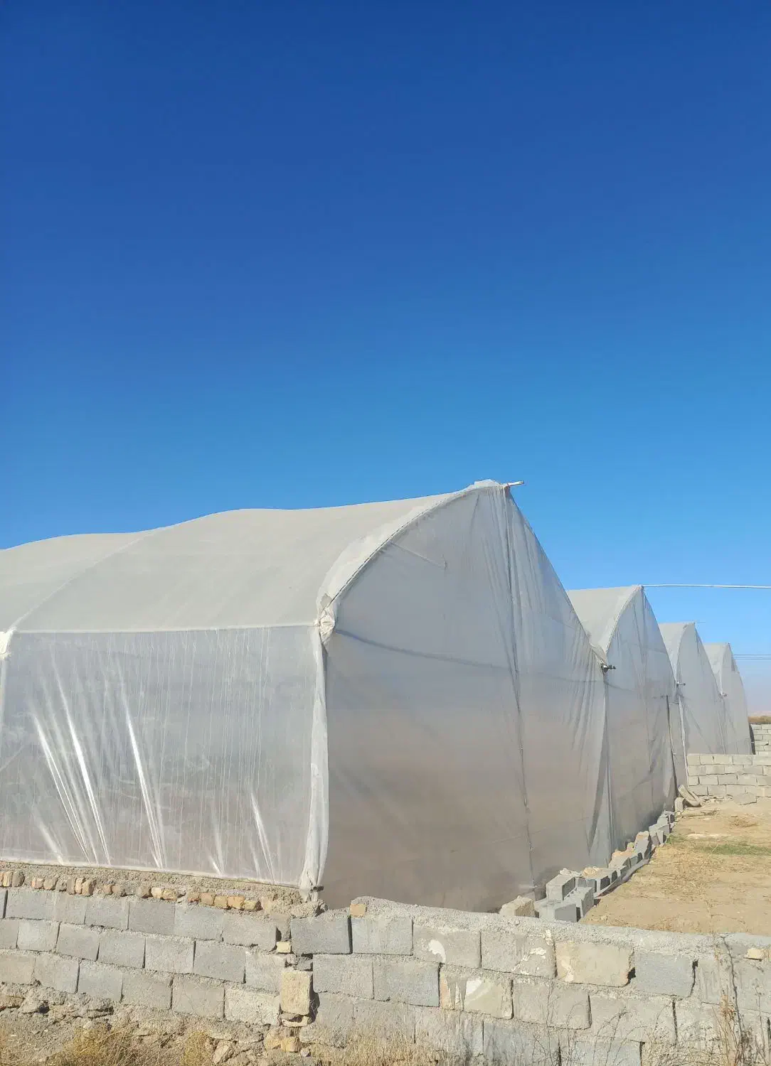 گلخانه|اجارهٔ دفتر صنعتی، کشاورزی، تجاری|مشهد, اسماعیل آباد|دیوار