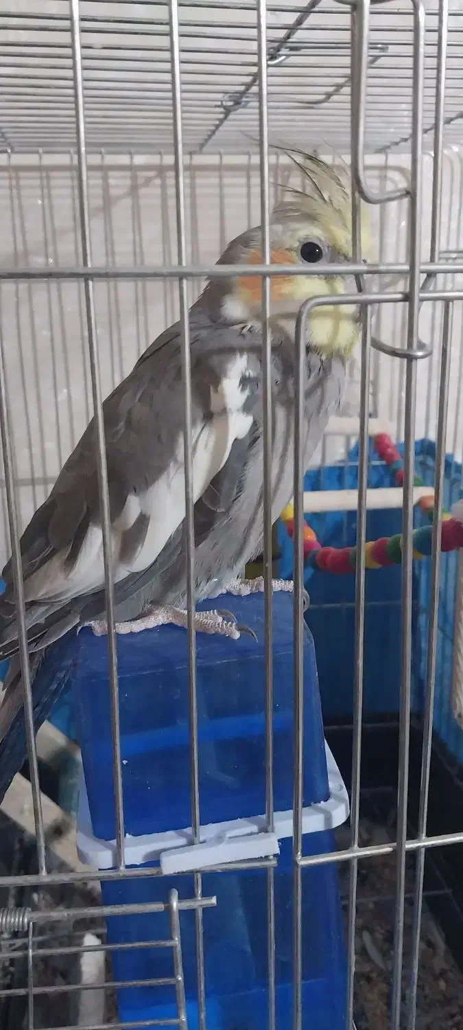 عروس هلندی|پرنده|ساوه, |دیوار