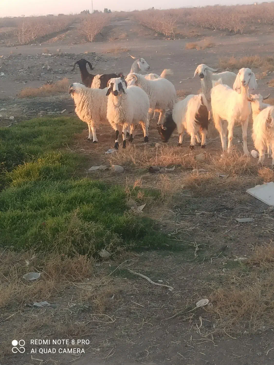 تعدادی بز شیری وزاییده و بره شیر به فروش می رسد|حیوانات مزرعه|سیرجان, |دیوار