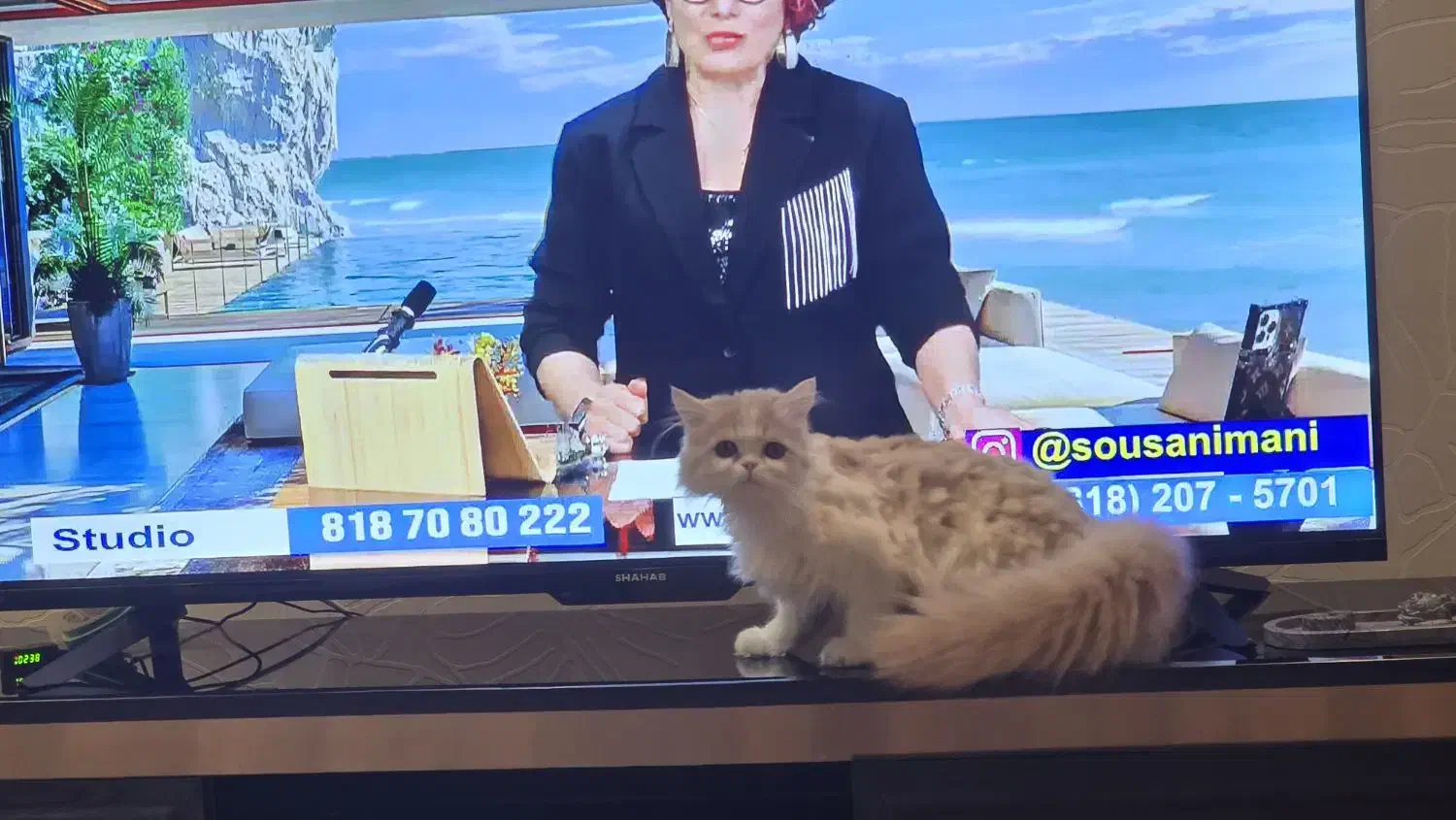 حیوانات|گربه|اصفهان, باغ دریاچه|دیوار