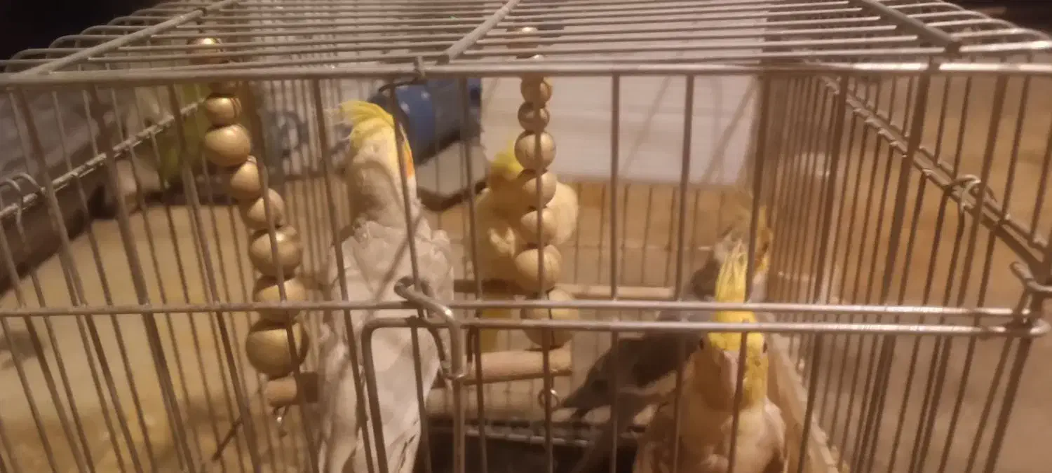 عروس هلندی|پرنده|تهران, زعفرانیه|دیوار