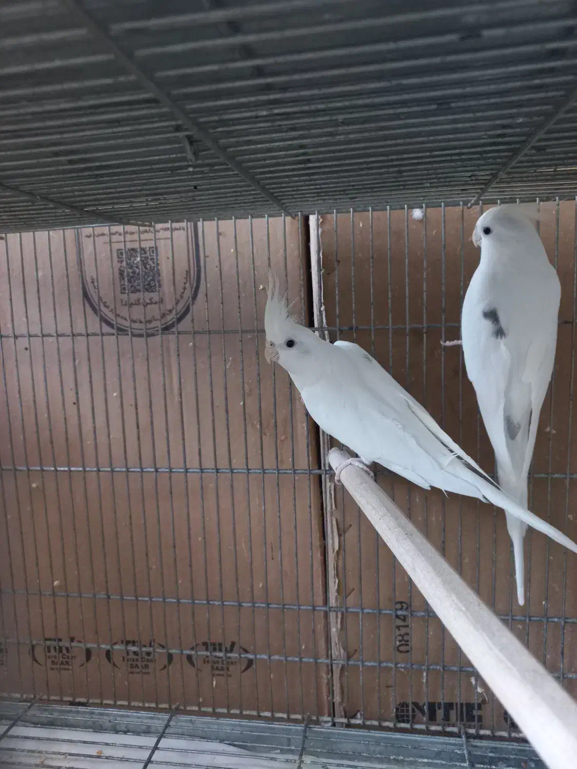 فروش ۵جفت عروس هلندی البیتو خاص تکخال|پرنده|شهرکرد, |دیوار