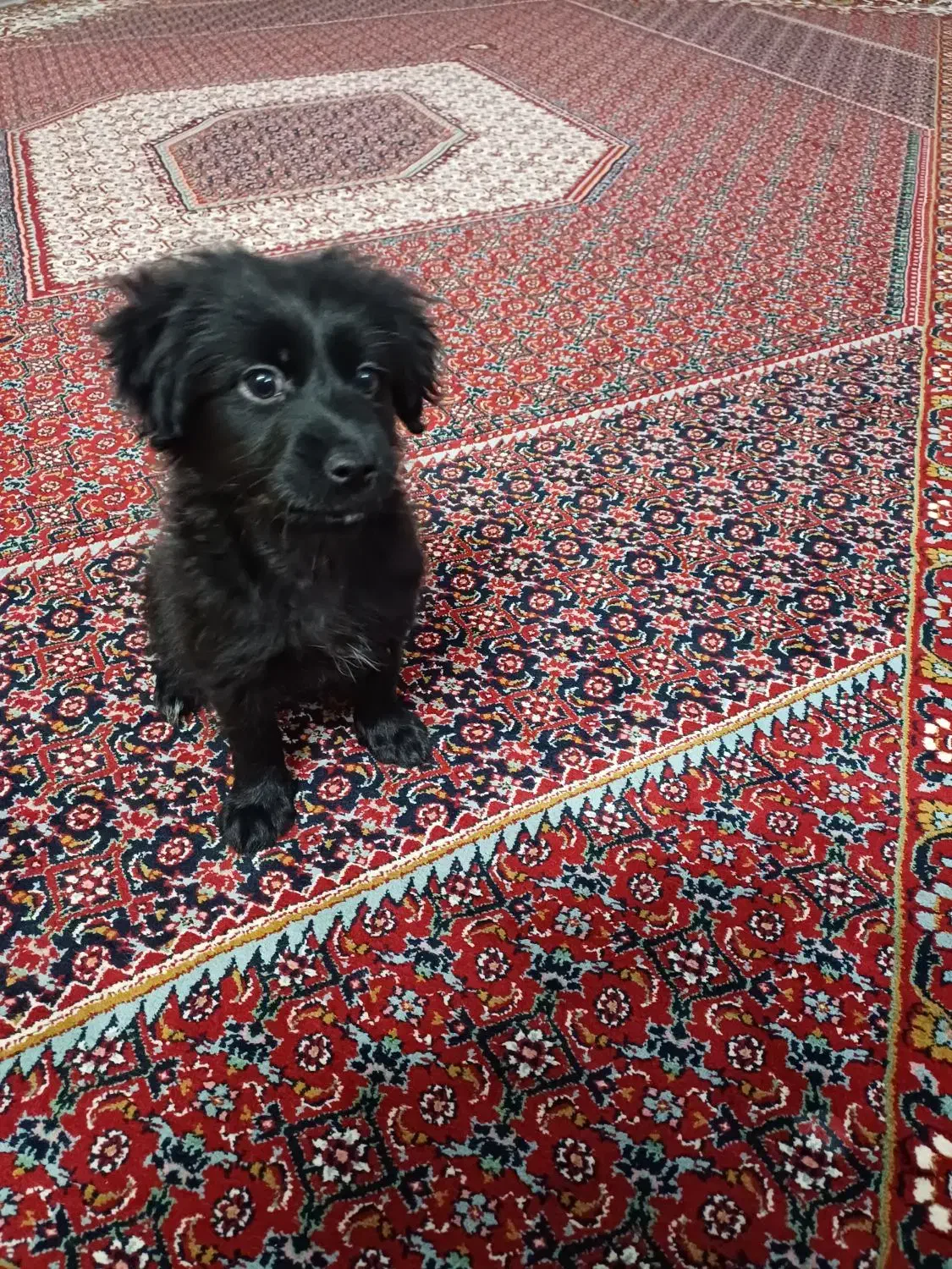 فروش دو عدد سگ نر و ماده|سگ|زنجان, |دیوار