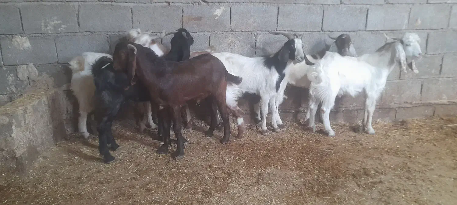 بز ۷ عدد نر بزورگ  جنس خوب|حیوانات مزرعه|شادگان, |دیوار