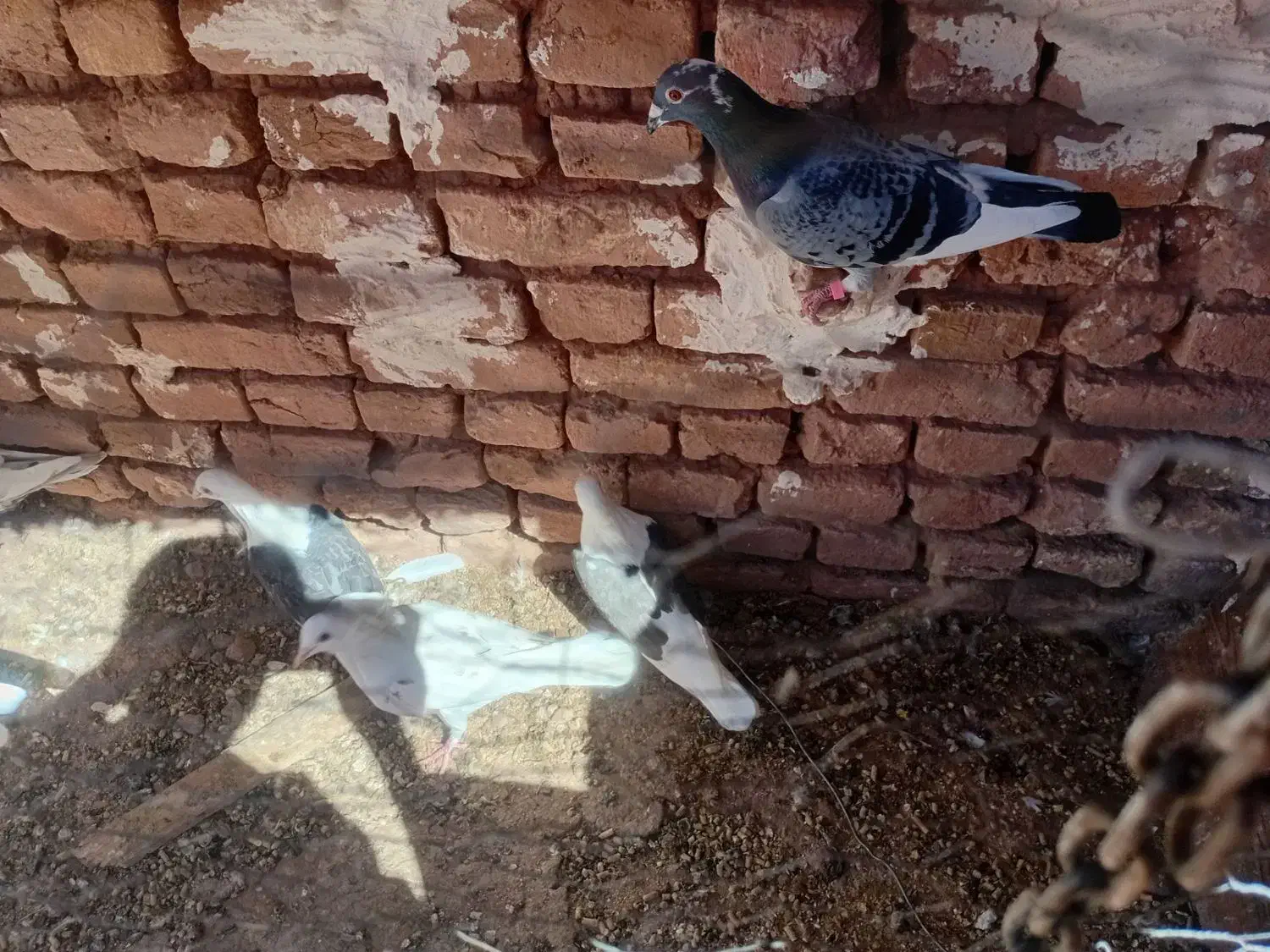 آلمانی پرشی|پرنده|زاوه, |دیوار