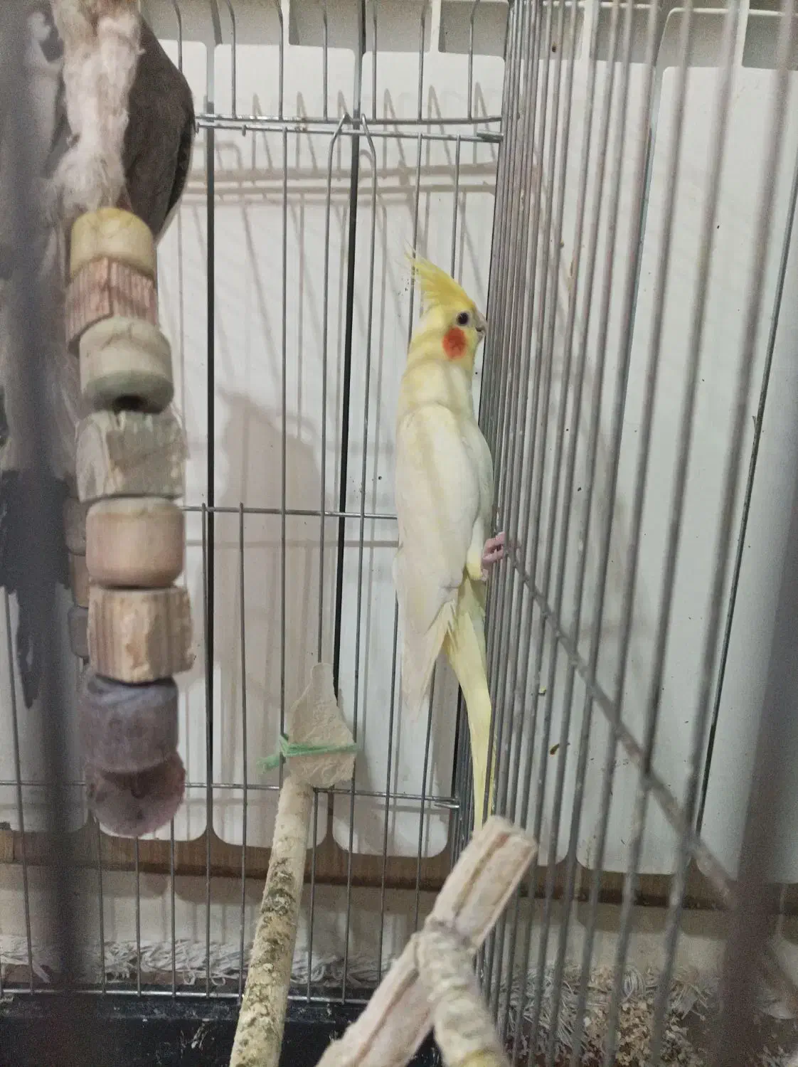 جوجه عروس|پرنده|اندیشه, اندیشه فاز ۱|دیوار