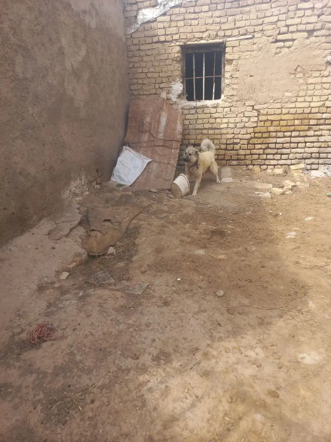 سگ...|سگ|شیروان (خراسان), |دیوار