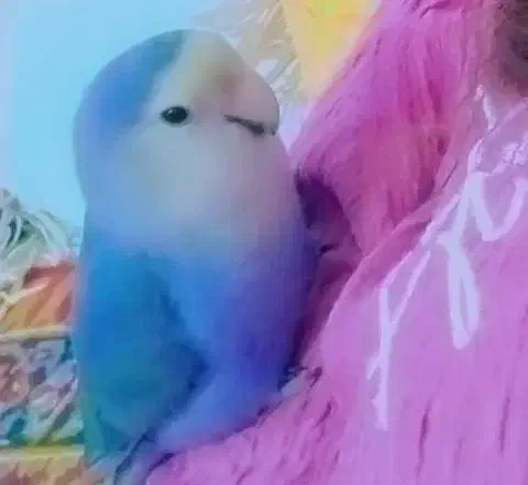 گمشده|حیوانات|آزادشهر, |دیوار