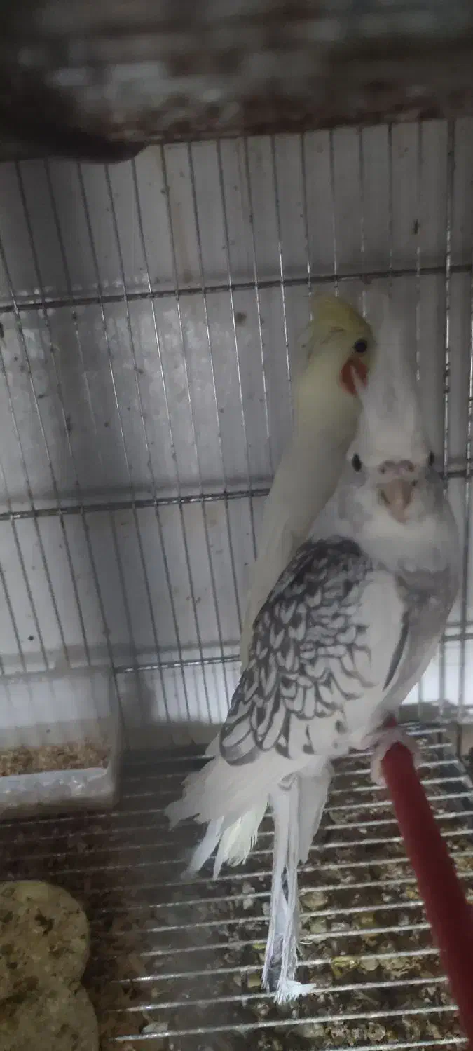 طرح تعویض پرنده های تزیینی|پرنده|مشهد, مصلی (کارمندان اول)|دیوار