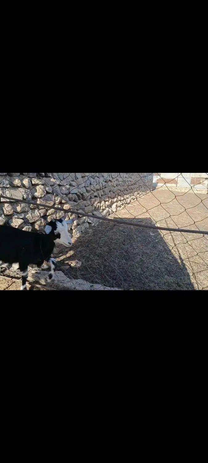 بز و کهره|حیوانات مزرعه|بافت, |دیوار