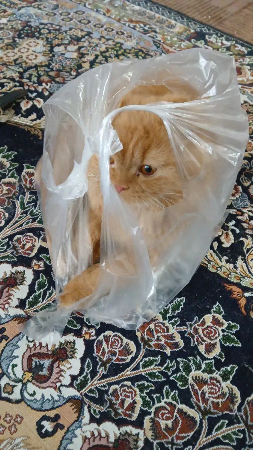 گربه نژاد دارپرشین بیرتیش هستن شش ماهه ویک ساله|گربه|مرند, |دیوار