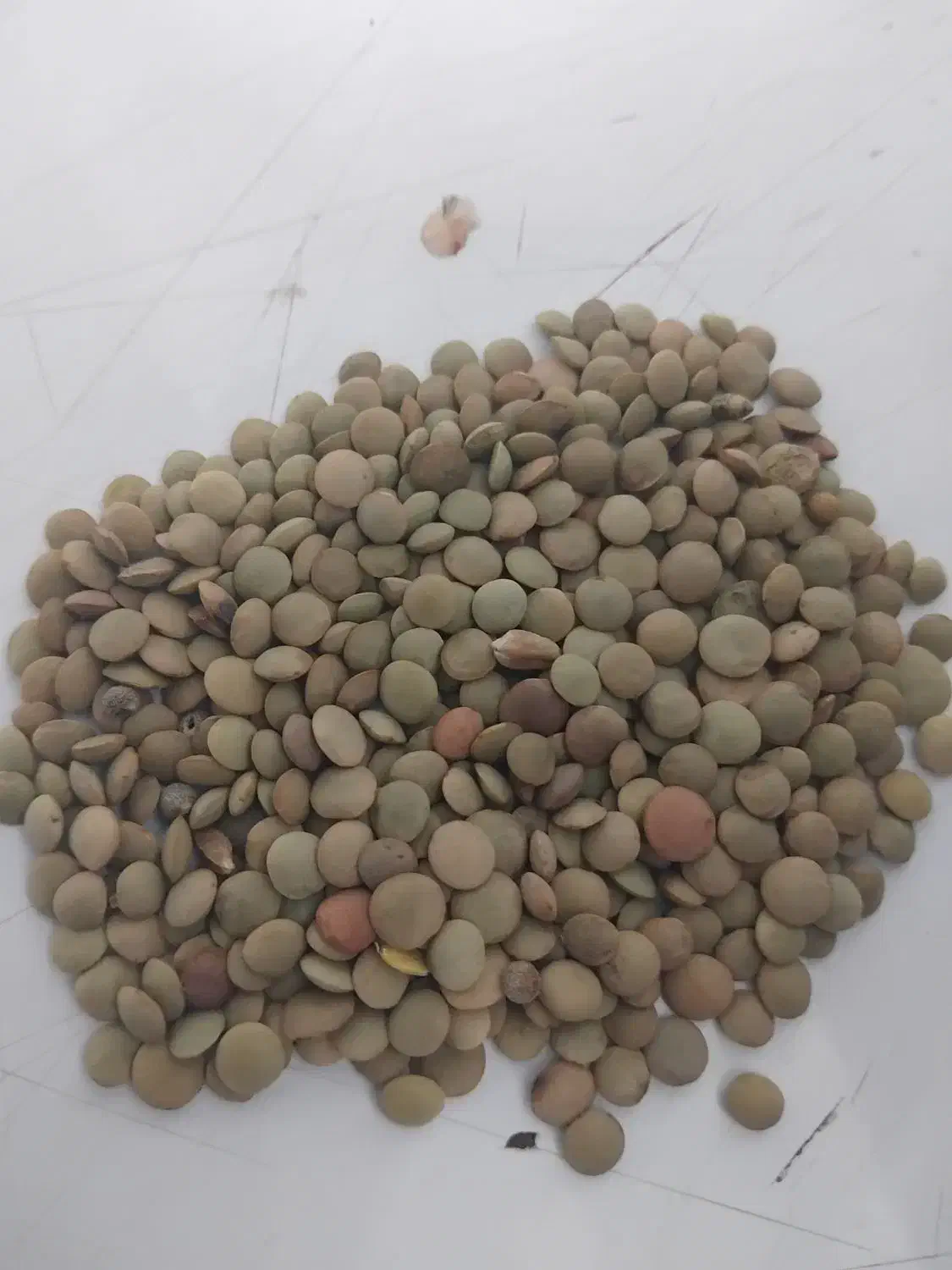 عدس مغان جعفراباد مغان بوجاری شده|خوردنی و آشامیدنی|قشلاق دشت, |دیوار