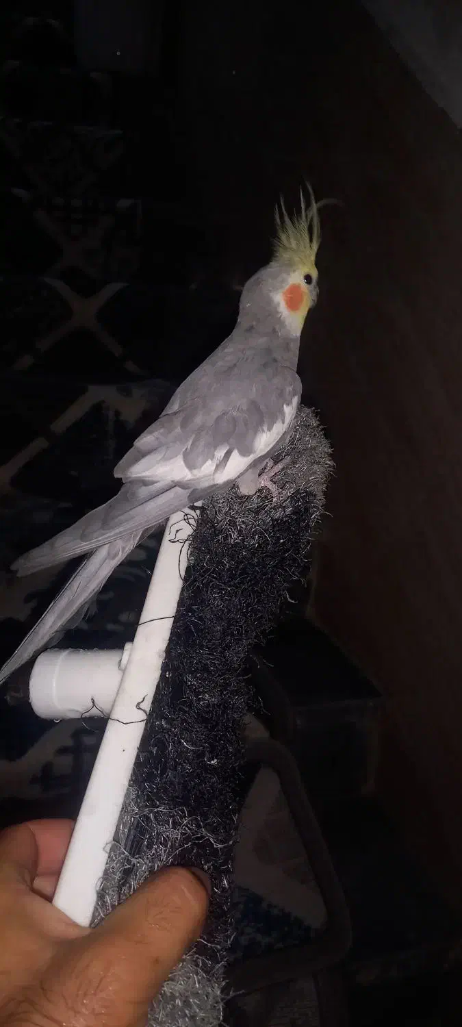 یه عروس هلندی|پرنده|رشت, جماران|دیوار