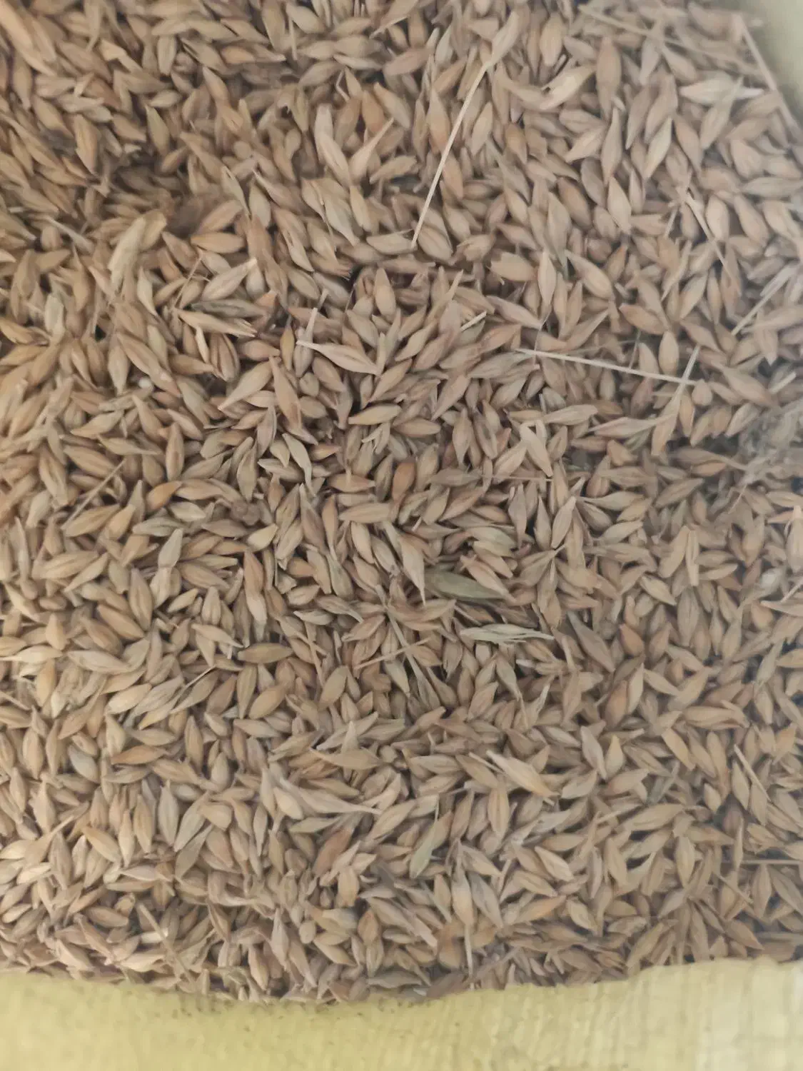 جو فروشی جلگه حدود ۲ تن|خوردنی و آشامیدنی|خانمیرزا, |دیوار