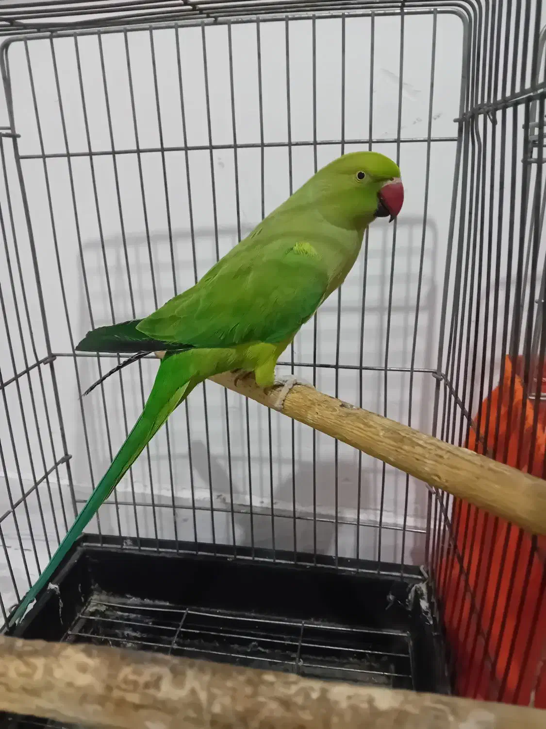 ماده ملنگو رام دستی|پرنده|تهران, مسعودیه|دیوار