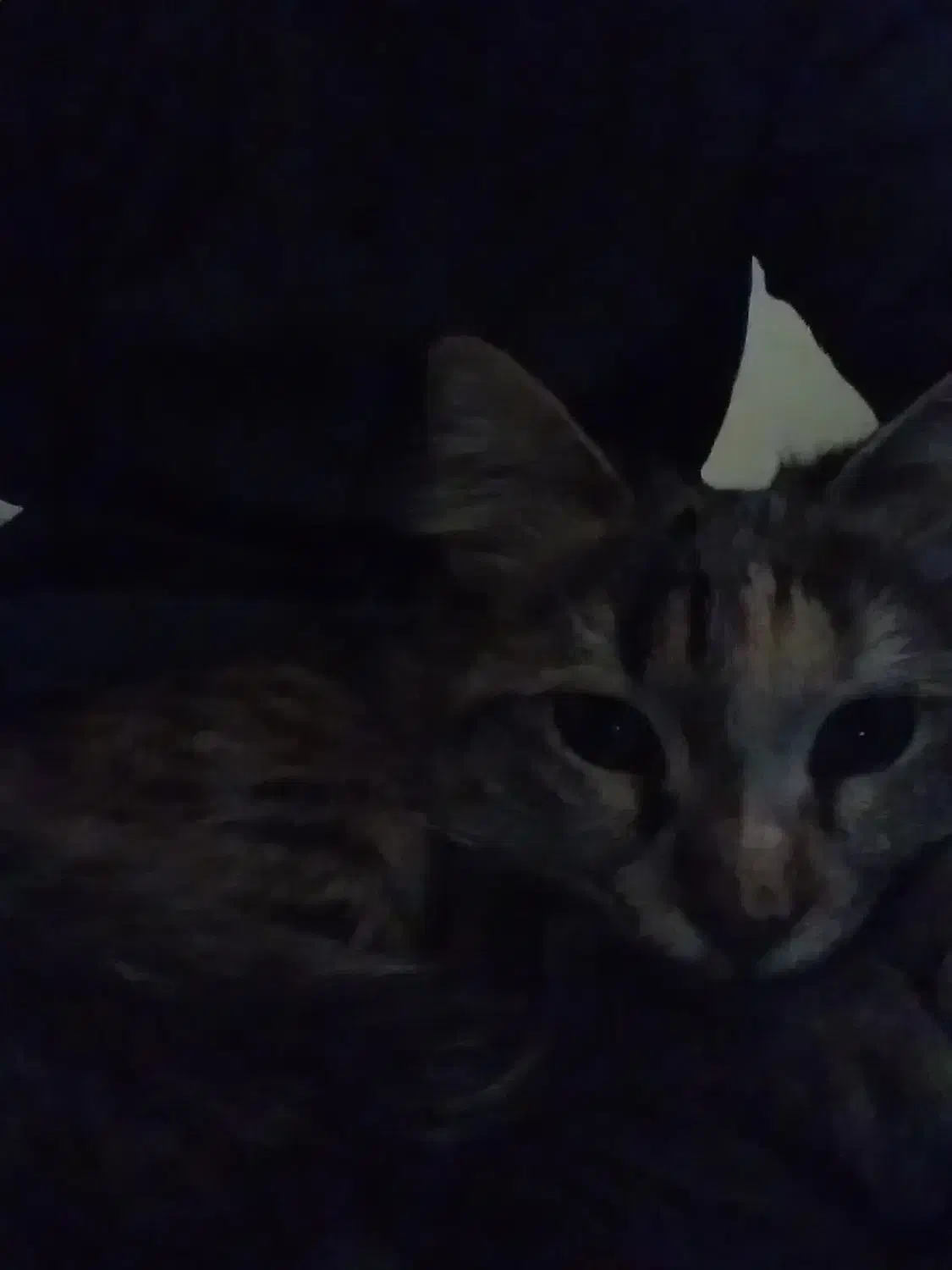 گربه پیدا شده|حیوانات|تهران, هلال احمر|دیوار