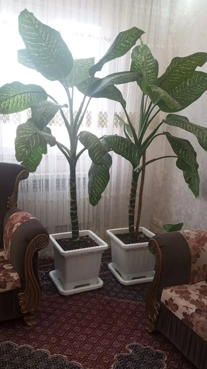 دیفن|گل و گیاه طبیعی|اردبیل, |دیوار