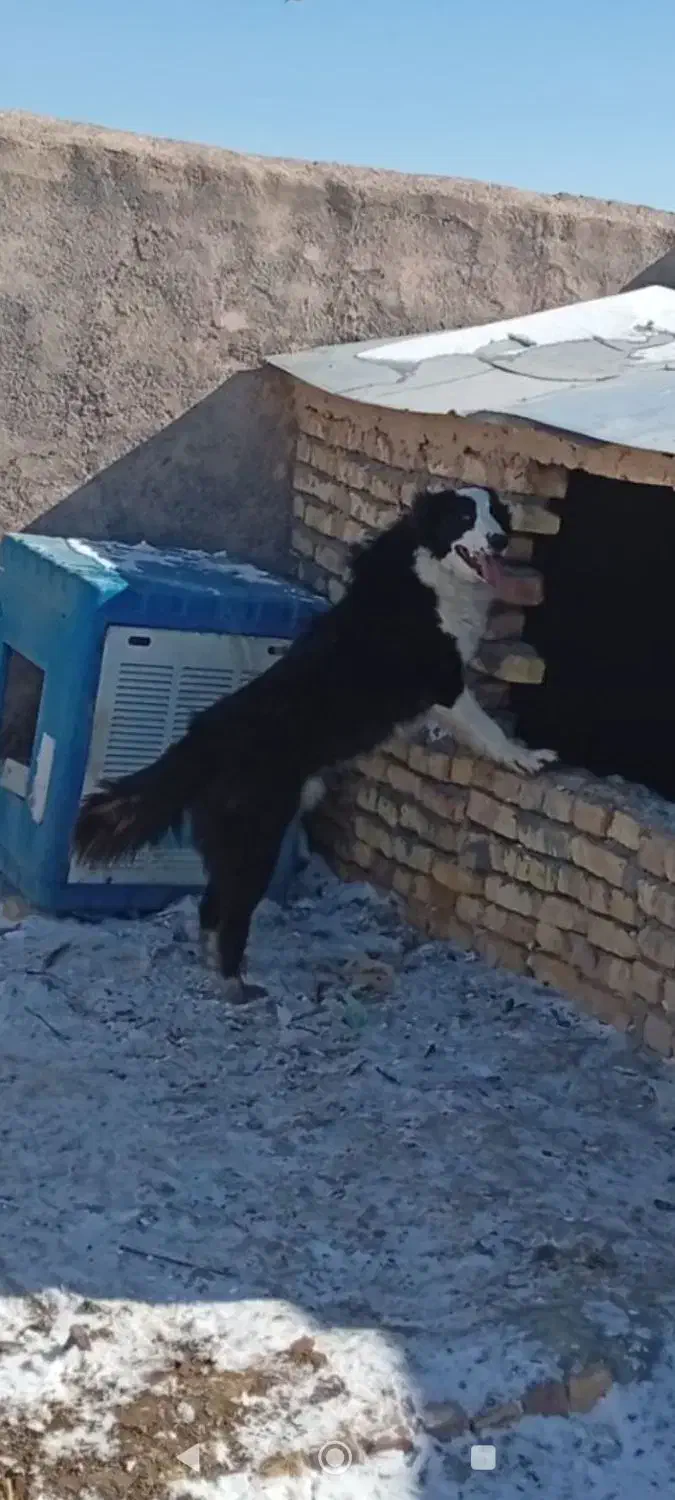 قهدریجانی|سگ|اراک, |دیوار