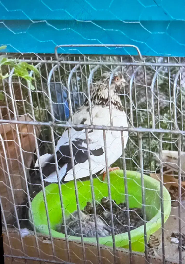 کبوتر گم شده|حیوانات|تهران, فدک|دیوار