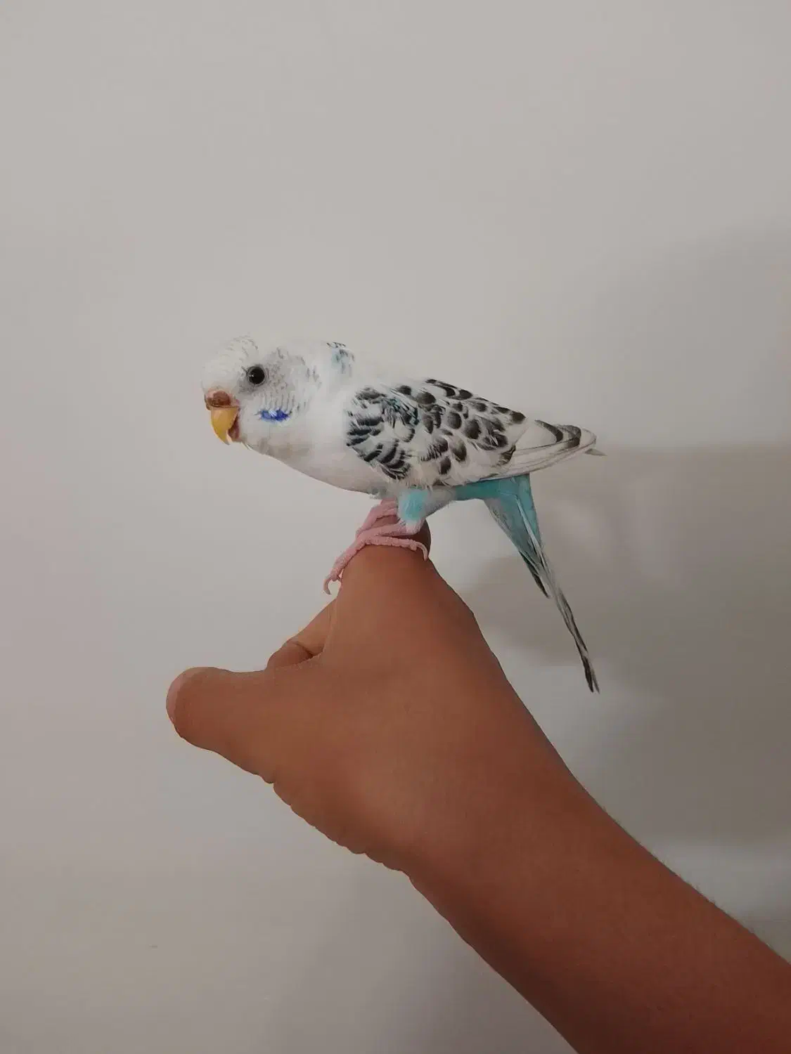 مرغ عشق|پرنده|اصفهان, شهرک میلاد|دیوار