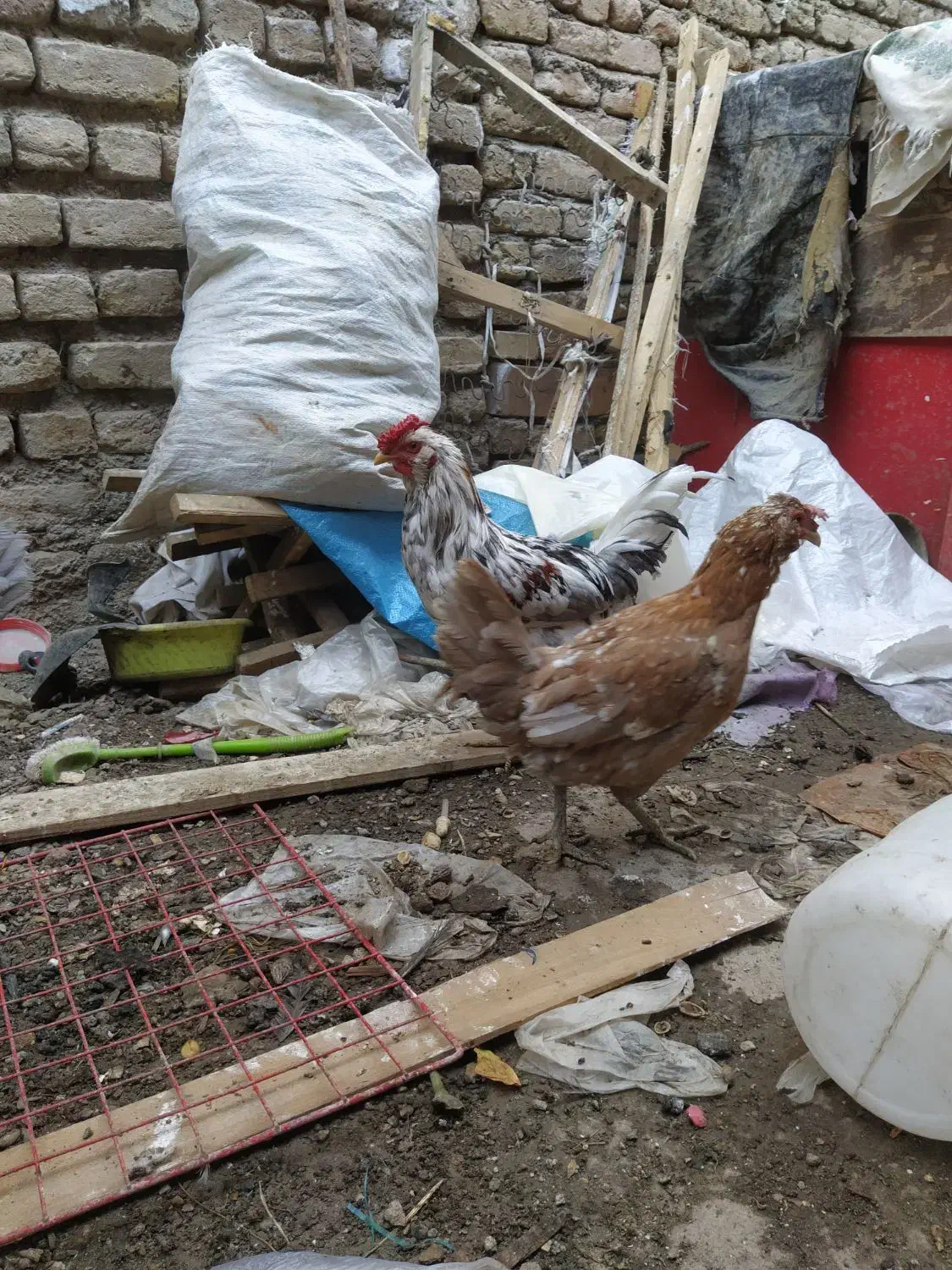 مرغ و خروس گلین|حیوانات مزرعه|مشهد, شهید شهریاری|دیوار