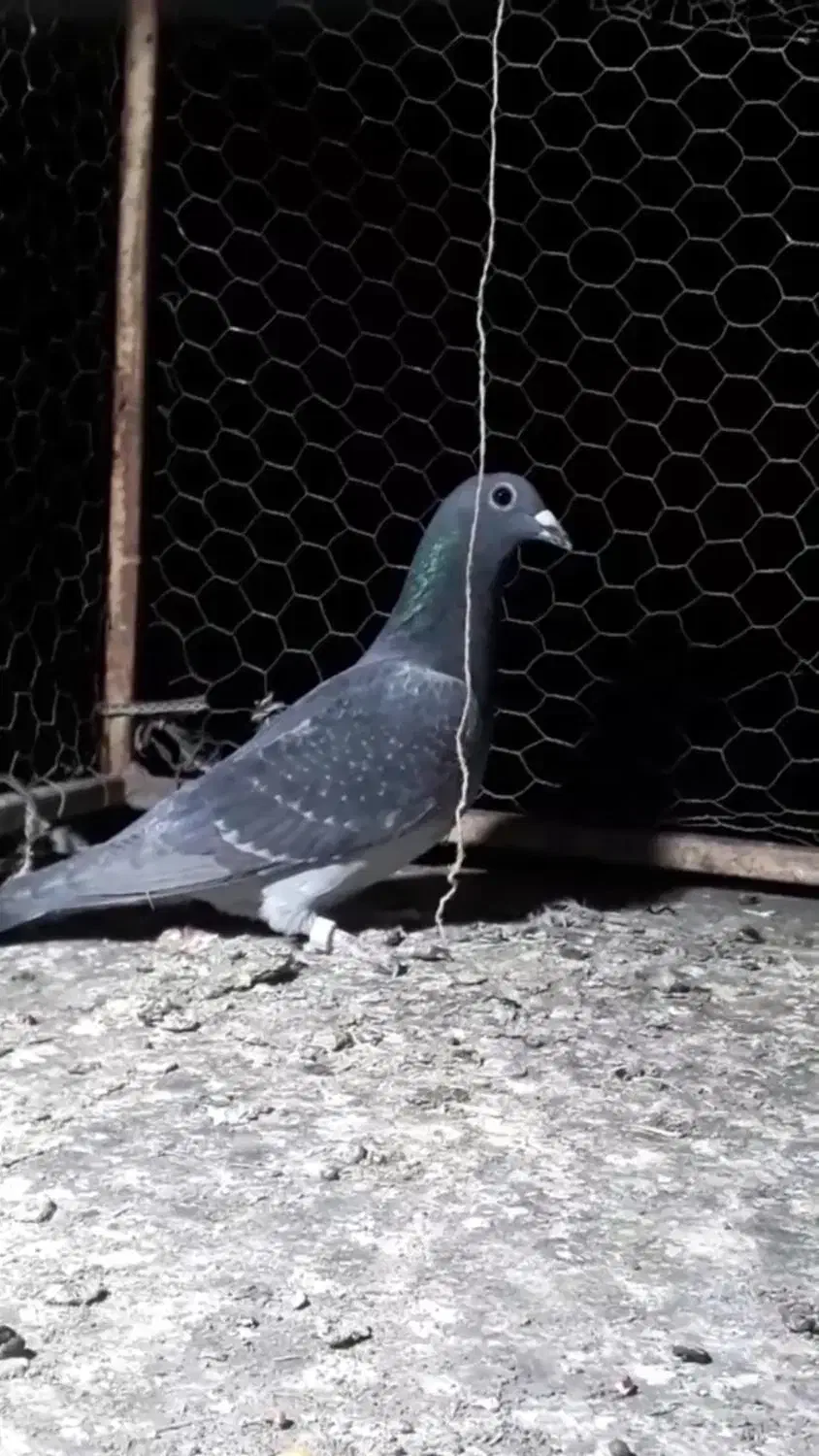 کبوتر چاپی ماده وحشی|پرنده|خواف, |دیوار