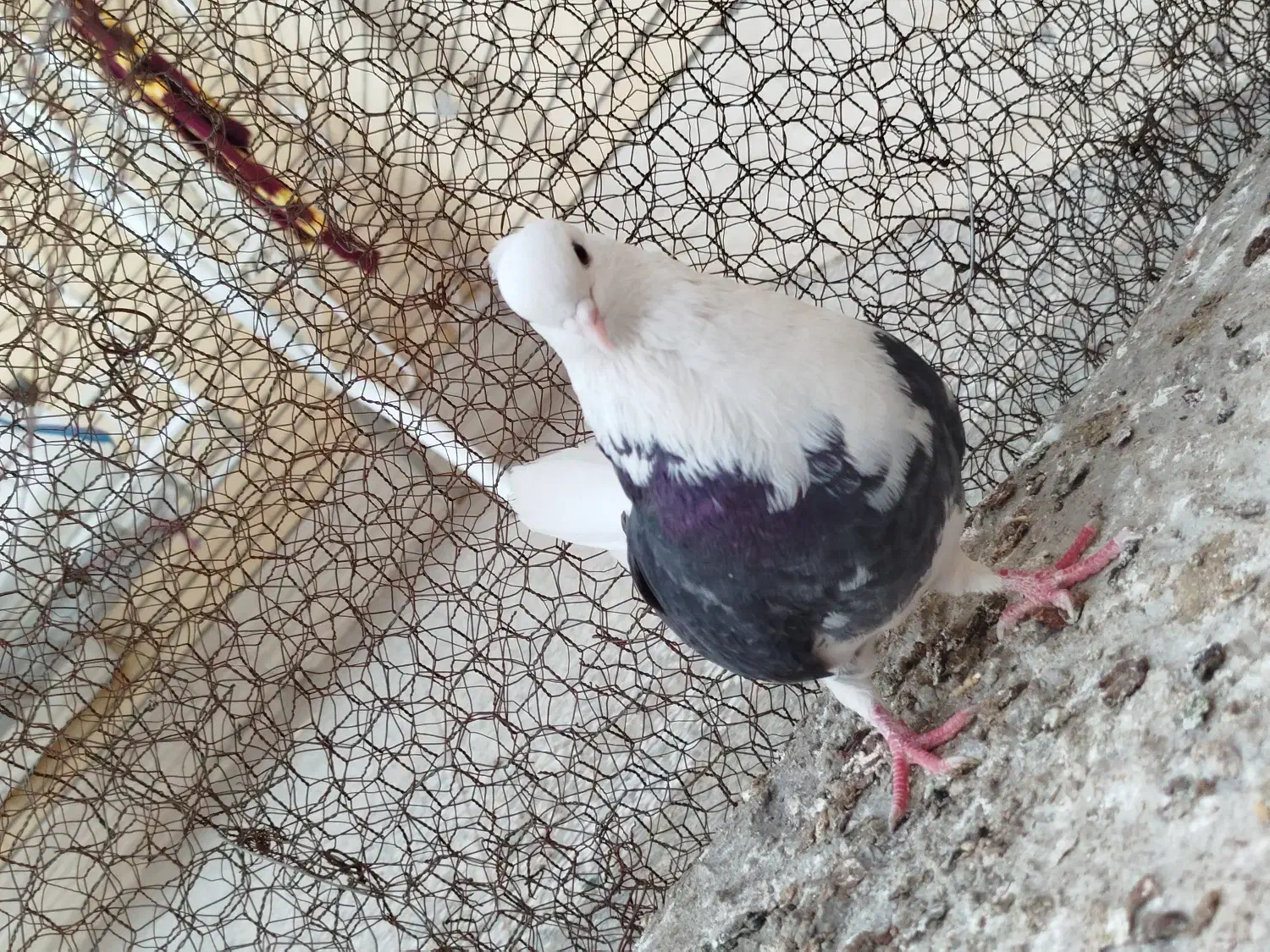 کفتر پشتدار ماده|حیوانات|زرند, |دیوار