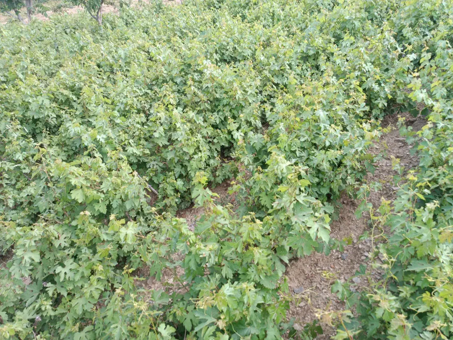 کشاورزی و باغداری|خدمات باغبانی و درختکاری|پیرانشهر, |دیوار