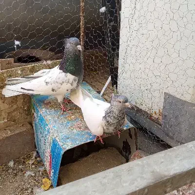 کبوتر رنگی|پرنده|شاهین‌شهر, شهرک گلدیس|دیوار