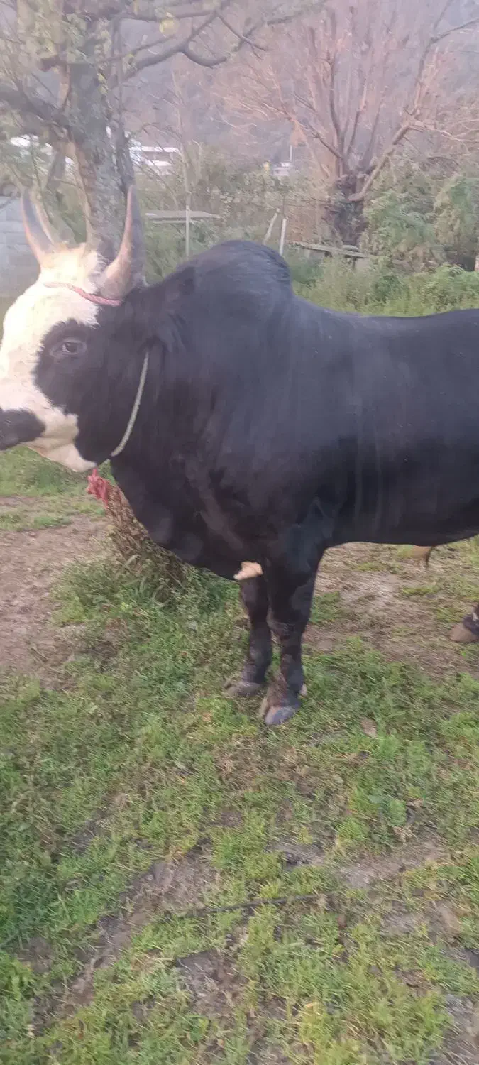 تشک ورزا محلی|حیوانات مزرعه|چالوس, |دیوار