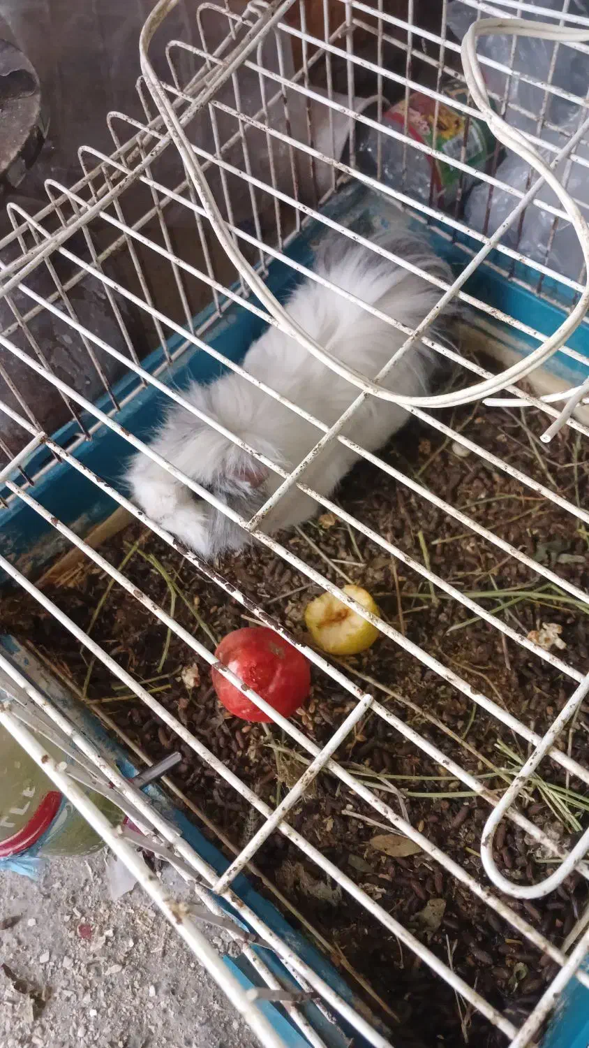 همیستر کامبد|موش و خرگوش|ارومیه, |دیوار